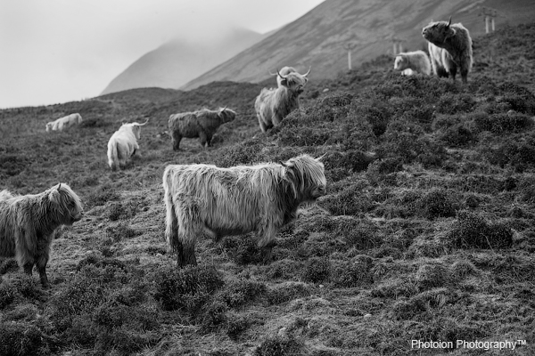 cattle_scotland_photography_courses_london