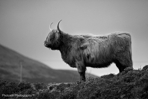 cattle_scotland_photography_courses_london_uk