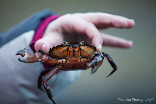 crab_isle_of_skye_scotland_photography_courses_london