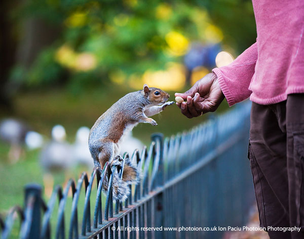 digital_photography_courses_squirrel_ion_paciu