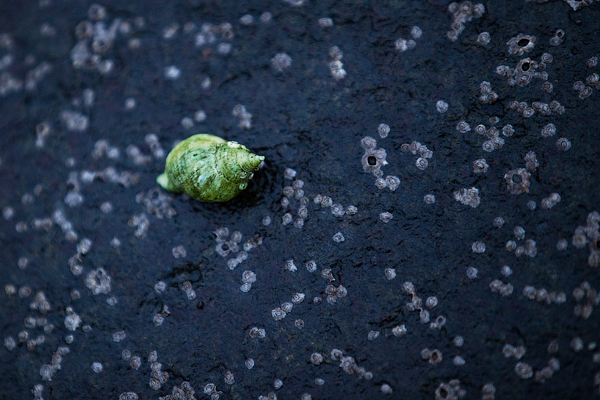 shell_isle_of_skye_scotland_photography_courses_london