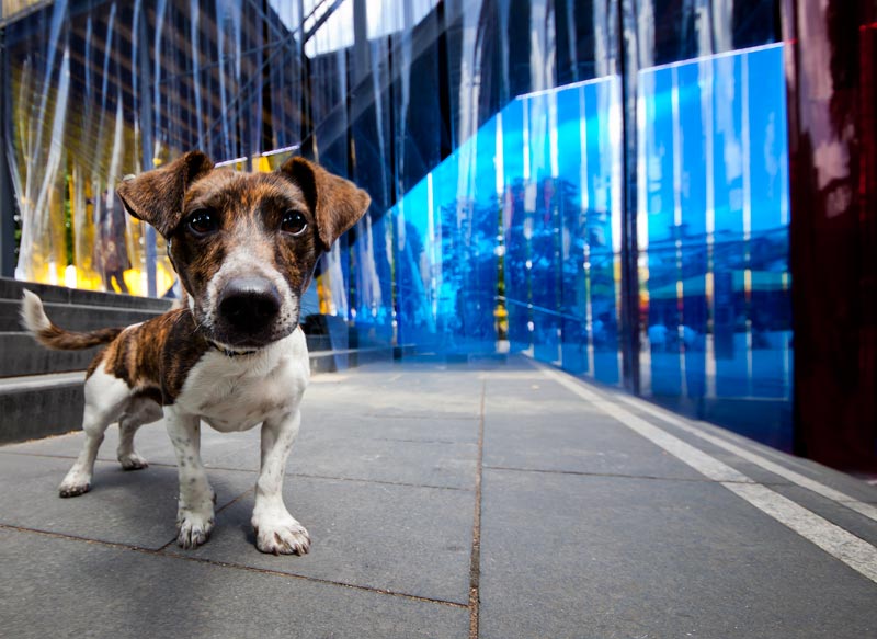 dog_photography_london_school