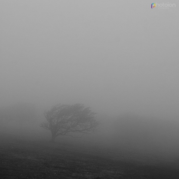 A lonely tree in the fog