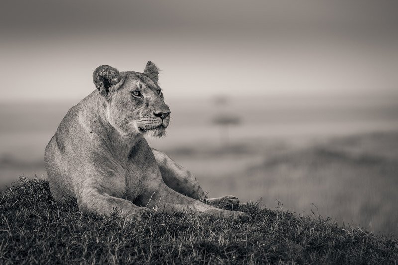 'A lioness on the rolling plains of the Masai Mara, Kenya' by Craig Brady, first place winner of the Photoion Photography Awards 2013 
