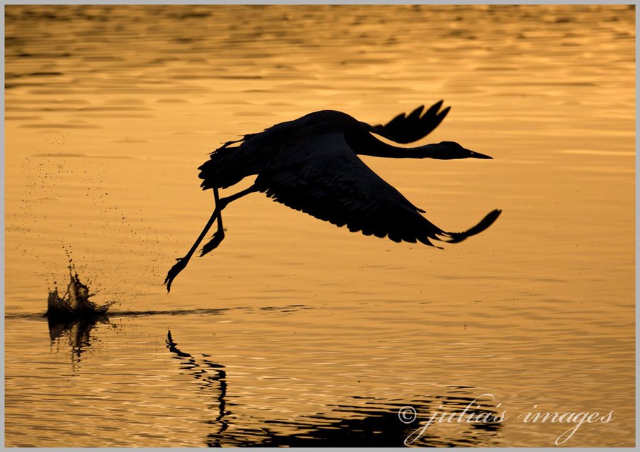 Cranes leaving their roost at sunrise, Israel by Julia Wainwright