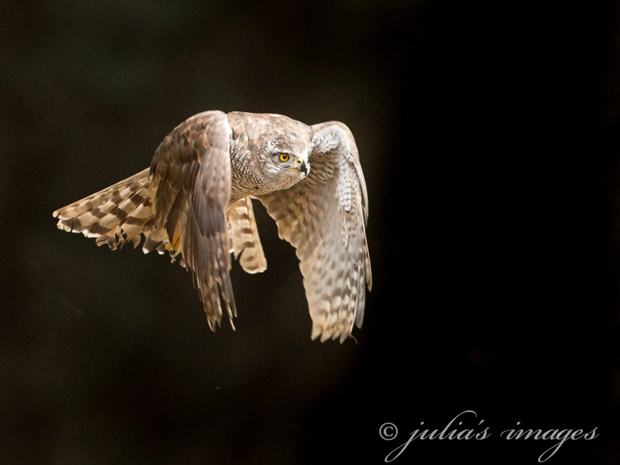 Northern Goshawk by Julia Wainwright