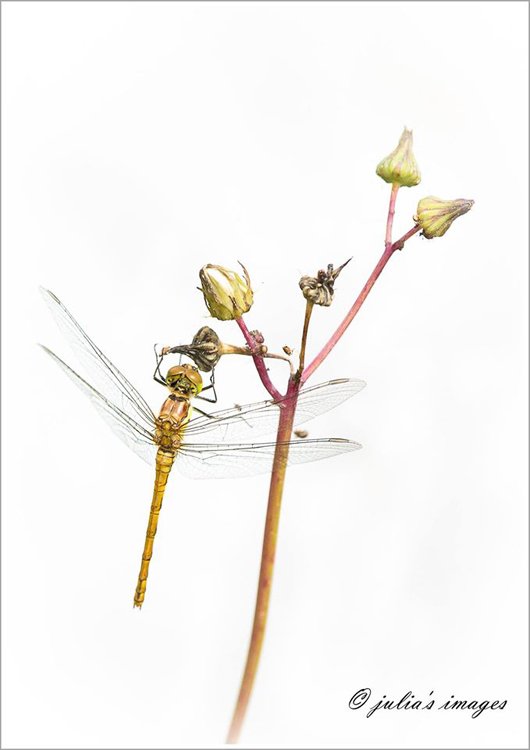 Dragonfly captured in Turkey. It was positioned in front of a white wall to give it a studio look. (c) Julia Wainwright