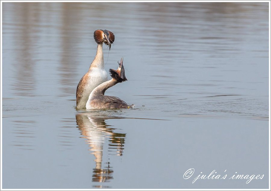 Great Crested Grebe courtship routine by Julia Wainwright