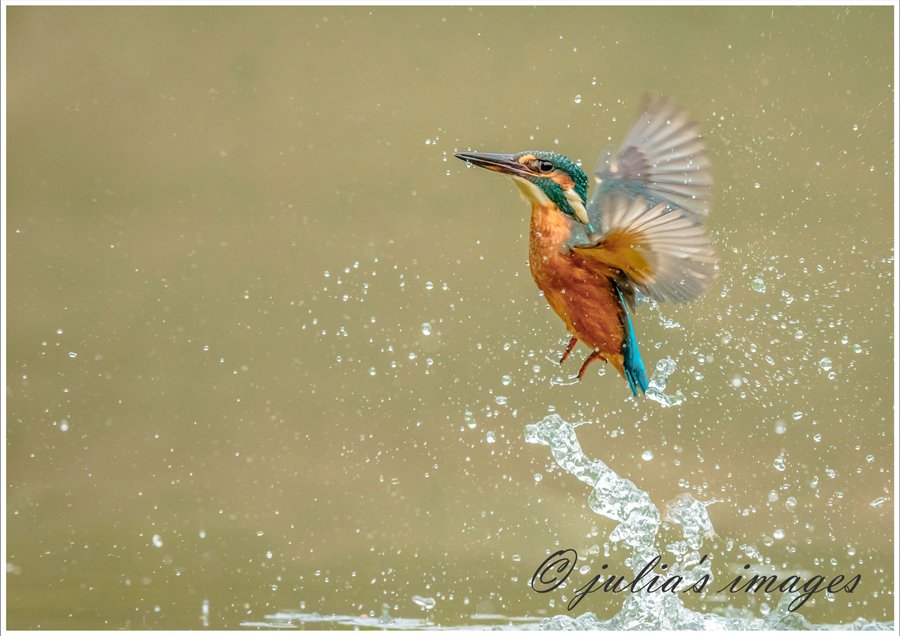 Diving kingfisher by Julia Wainwright