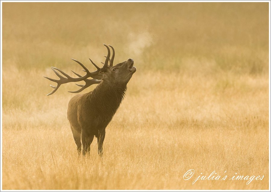 Imperial Stag, Richmond Park by Julia Wainwright
