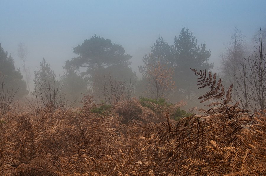 Autumn mist by Adam Young. This shot was made one early autumn morning on “Pitch Hill” in Surrey. I was hoping for a spectacular sunrise but the mist ruled that out. It did however create a great atmospheric setting with the trees and ferns.