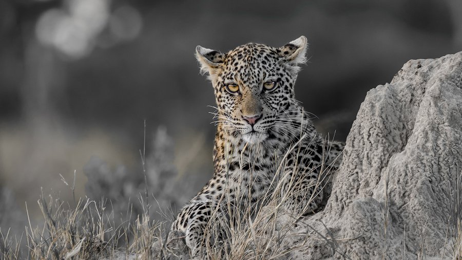 A young male leopard laying on a termite mound by Craig Brady. Savuti region of the Chobe National Park in Botswana.