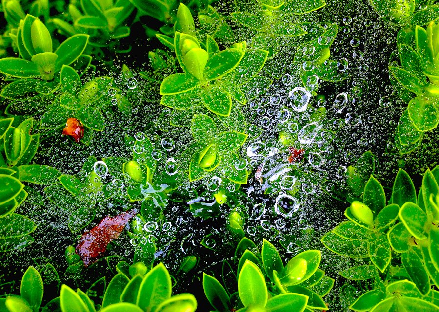 1st place winner Nageen Nasir with the stunning image 'Raindrops on a spider's web'