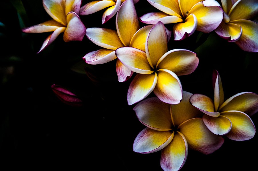 Frangipanis basking in the mid morning sun by Sean Rennie