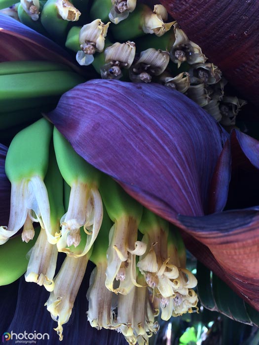 banana-flower-la-palma-canary-photoion