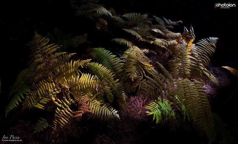 fern-la-palma-canary-islands-fern-national-park-spain-photoion