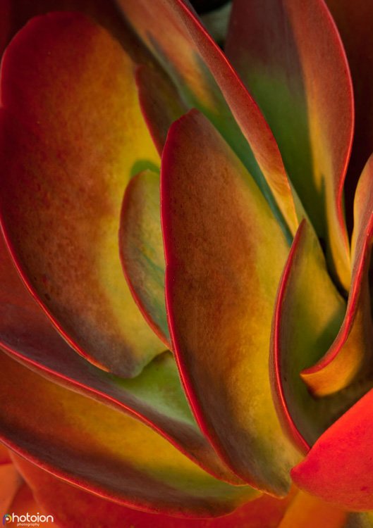 Cloe up of a Cactus Cacti Succulent Plant flower-photography-tips-5