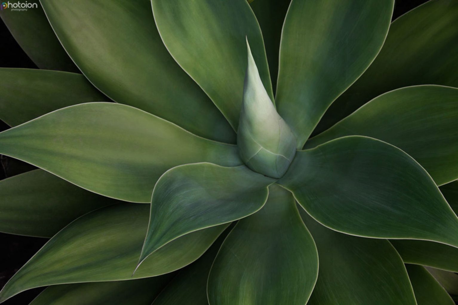 Close up full frame of an Agave Attenuata plant
