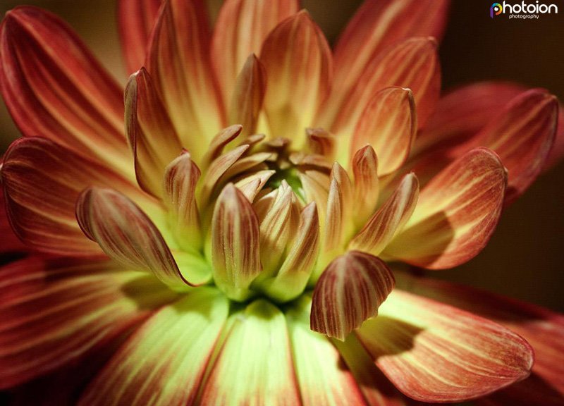 flower-photography-tips-8