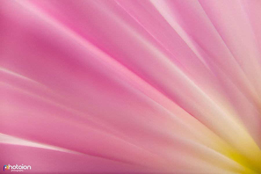 Macro photo of petals