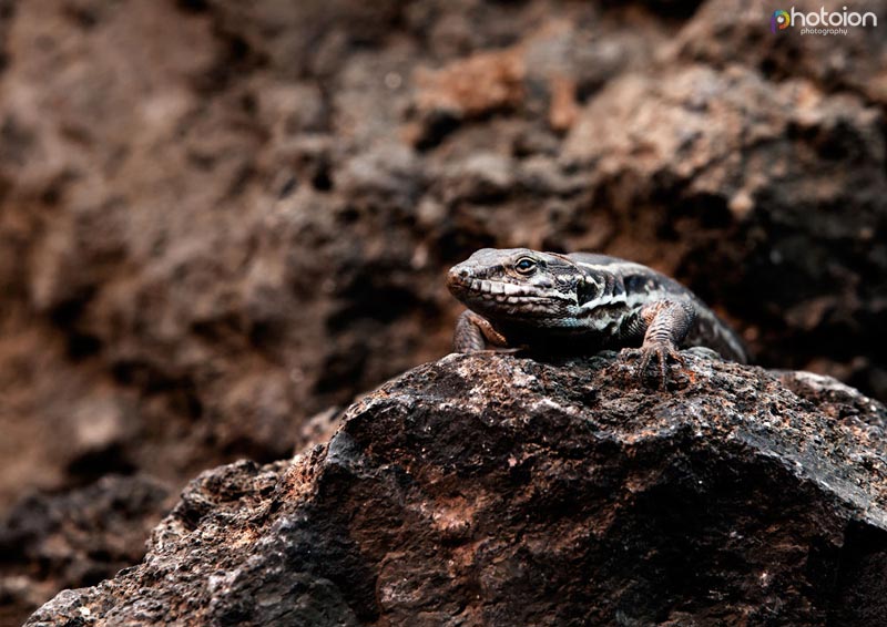 la-palma-canary-islands-ion-paciu-photoion-lizzard-2