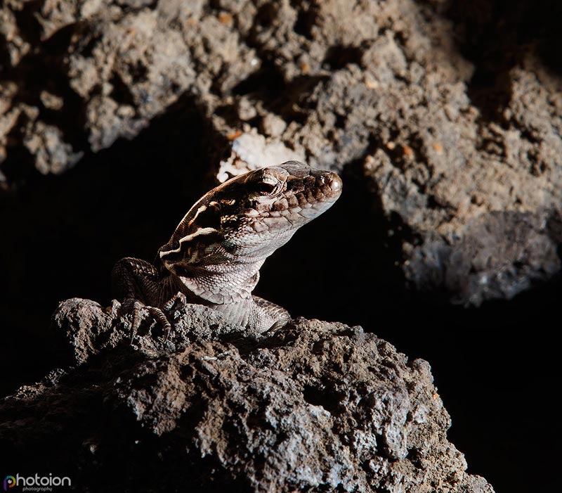 la-palma-canary-islands-ion-paciu-photoion-lizzard-3