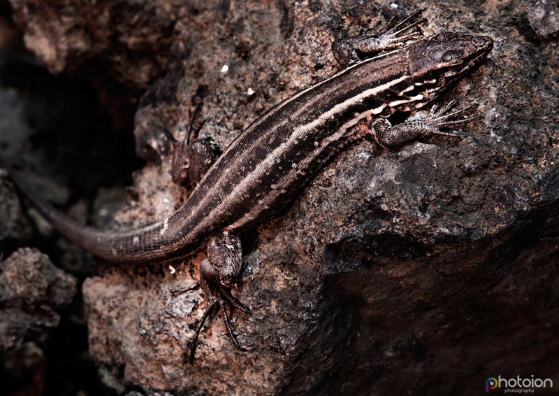 la-palma-canary-islands-ion-paciu-photoion-lizzard-5