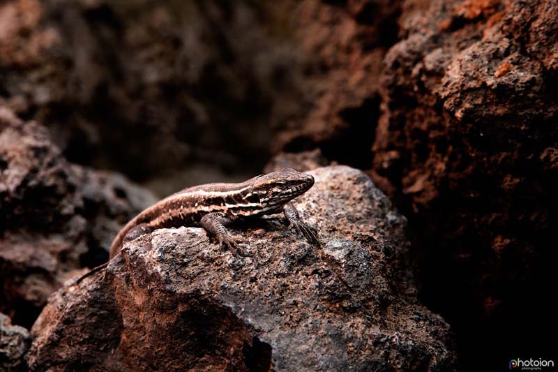 la-palma-canary-islands-ion-paciu-photoion-lizzard