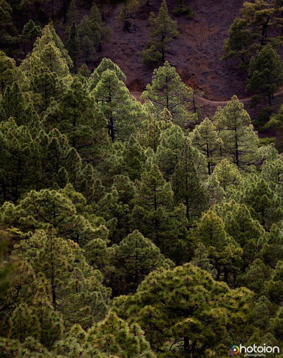 la-palma-canary-islands-spain-caldera-de-taburiente-ion-paciu-photoion-conifers