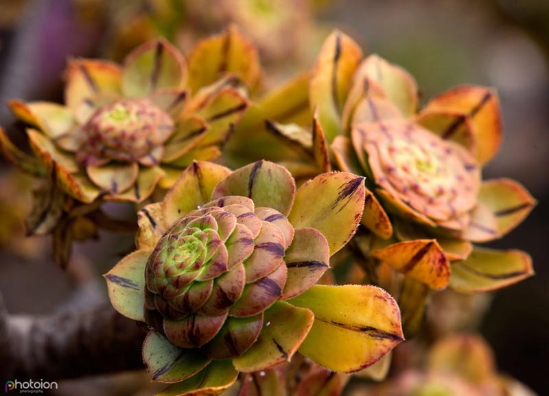 la-palma-canary-islands-spain-ion-paciu-photoion-el-paradiso-suculent-flower-3