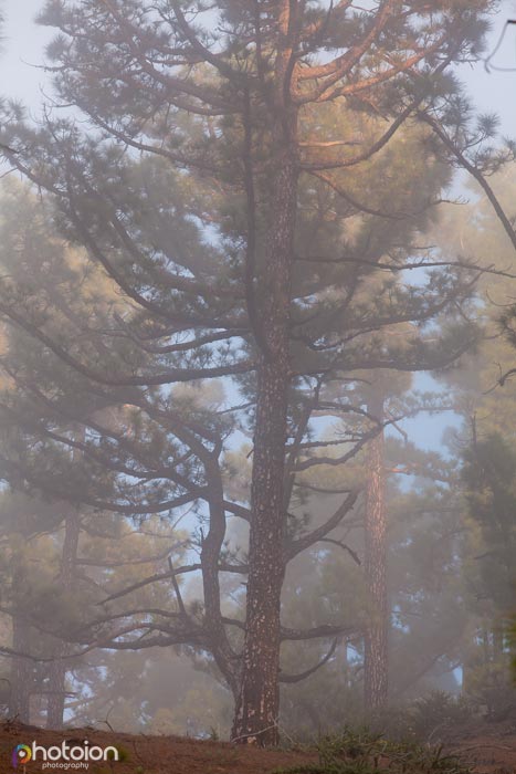 la-palma-canary-islands-spain-ion-photoion-forest-clouds