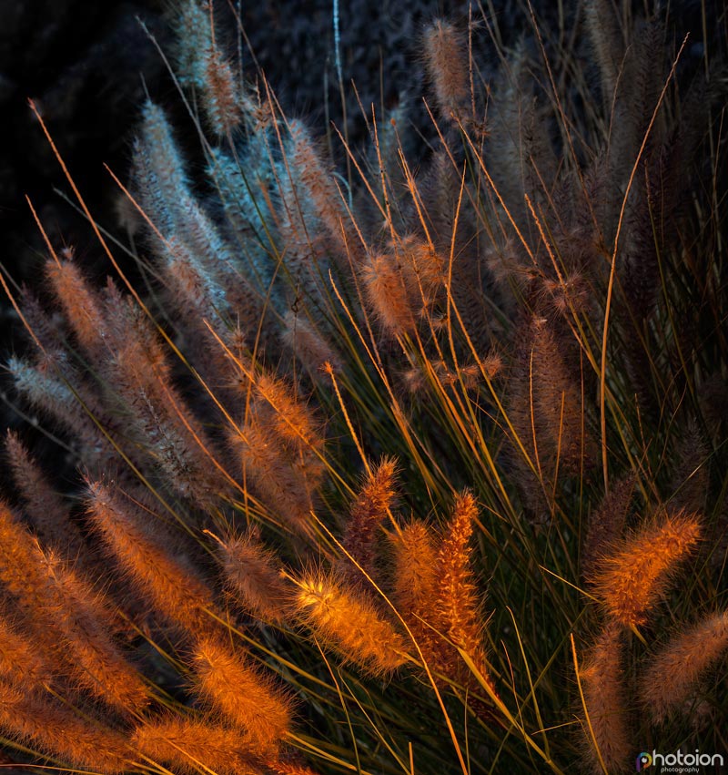 la-palma-canary-islands-spain-tatiana-zigar-photoion-el-paradiso-paradise-flowers