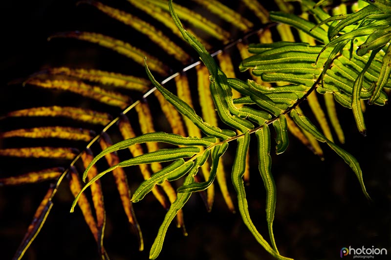 la-palma-canary-islands-spain-tatiana-zigar-photoion-el-paradiso-paradise-leaf