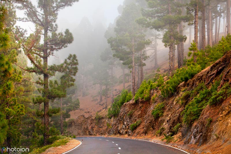 la-palma-canary-islands-spain-tatiana-zigar-photoion-forest-clouds