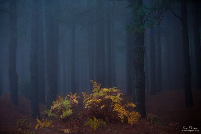 misty-forest-fern-la-palma-canary-islands-spain-ion-paciu