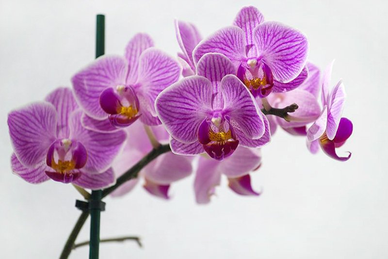 photography-student-of-the-month-july-2015-simon-ling-orchid
