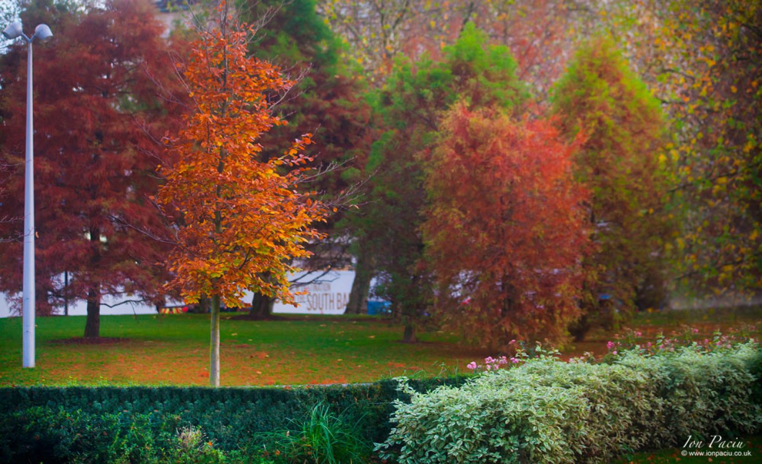 london-trees-south-bank-river-thames-autumn-colour-2