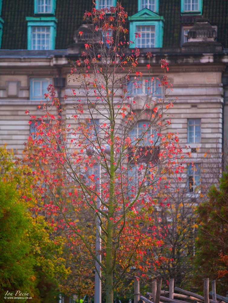 london-trees-south-bank-river-thames-autumn-colour-4