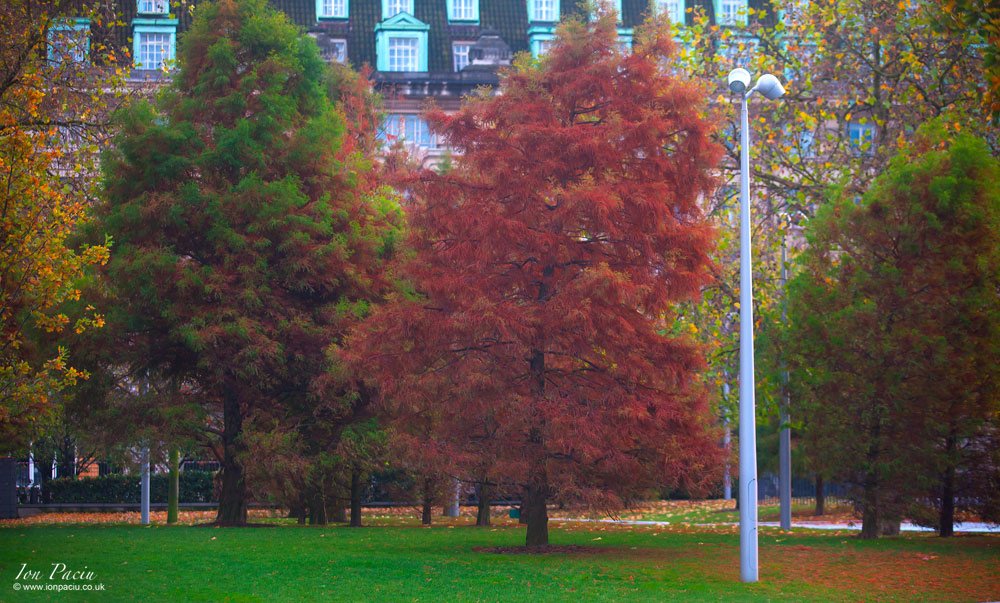 london-trees-south-bank-river-thames-autumn-colour-5