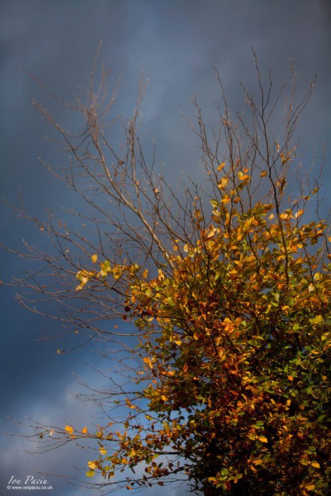 london-trees-south-bank-river-thames-autumn-colour-blue-sky