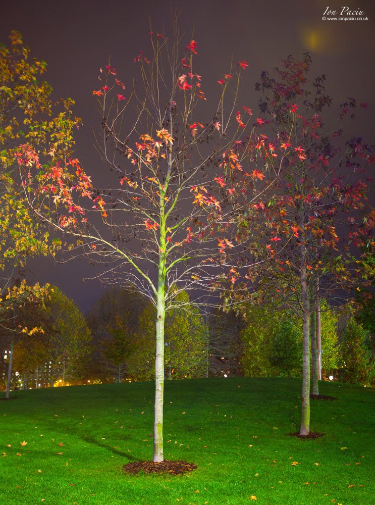 london-trees-south-bank-river-thames-autumn-colour-night