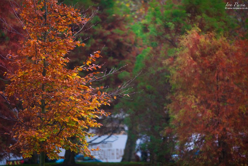 london-trees-south-bank-river-thames-autumn-colour