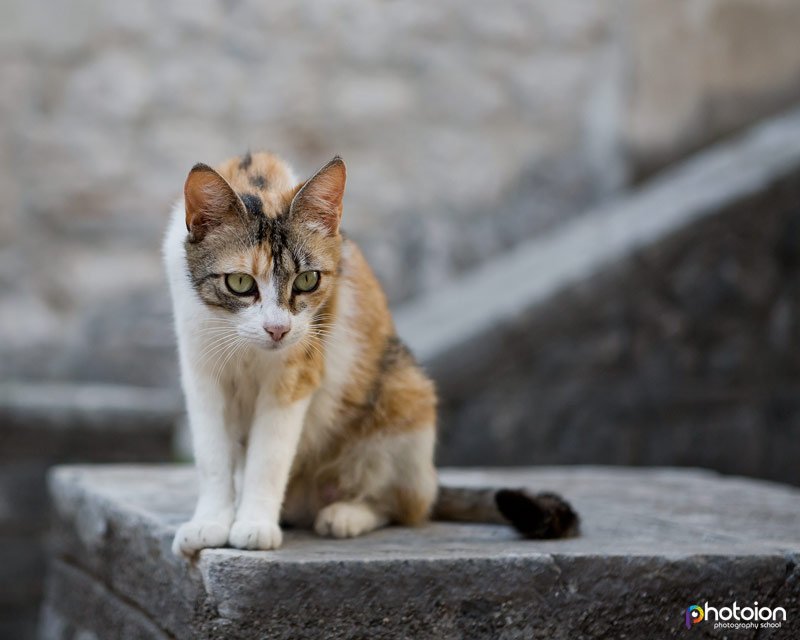 photography-holiday-montengro-kotor-town-close-up-kitty