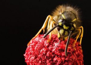 macro photography workshop
