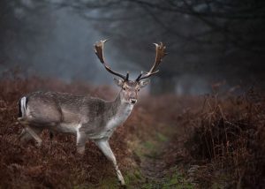 Wildlife photography workshop