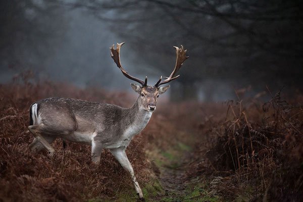 Wildlife photography workshop