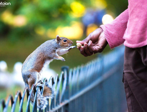 Beginners Photography Course London squirrel