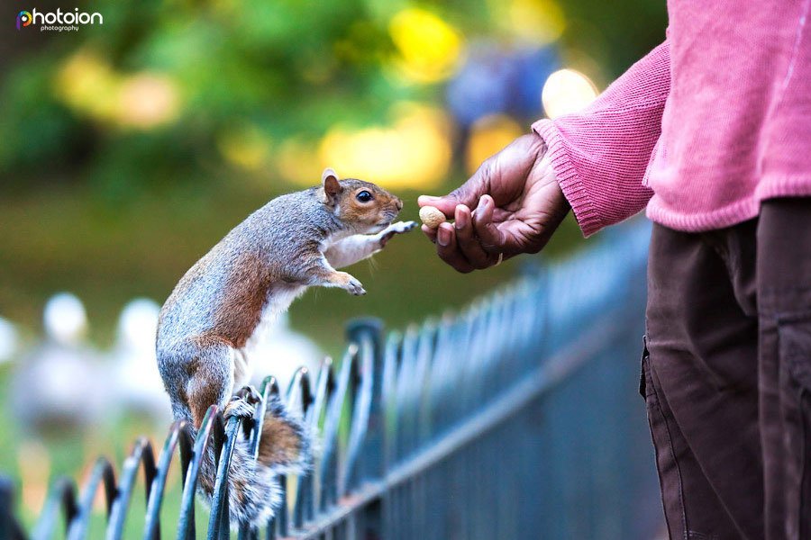 Beginners Photography Course in Central London - Man feeding squirrel