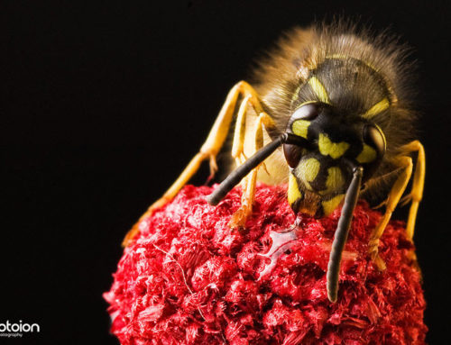 Macro Photography Workshop Bee Wasp