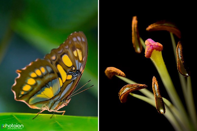 Macro Photography Workshop, Butterfly / Stamen